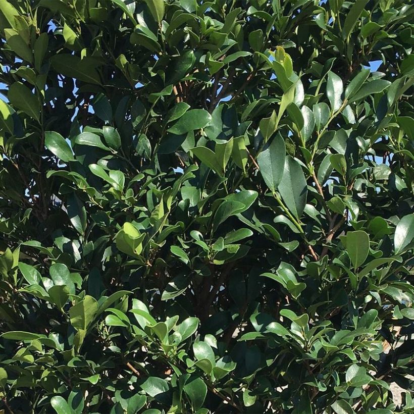 Distylium Linebacker  (Foliage)