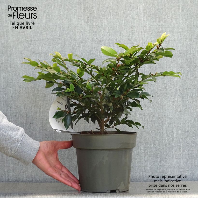 Example of Distylium Linebacker  Pot de 3L/4L as you get in printemps