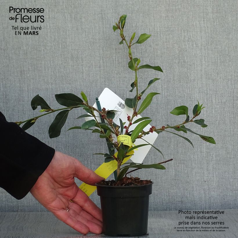 Example of Distylium Vintage Jade Godet de 8/9 cm as you get in printemps