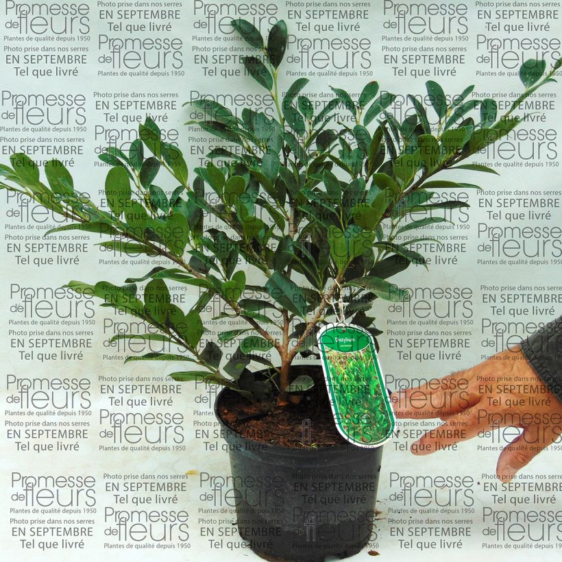 Exemple de spécimen de Distylium racemosum Pot de 2L/3L tel que livré