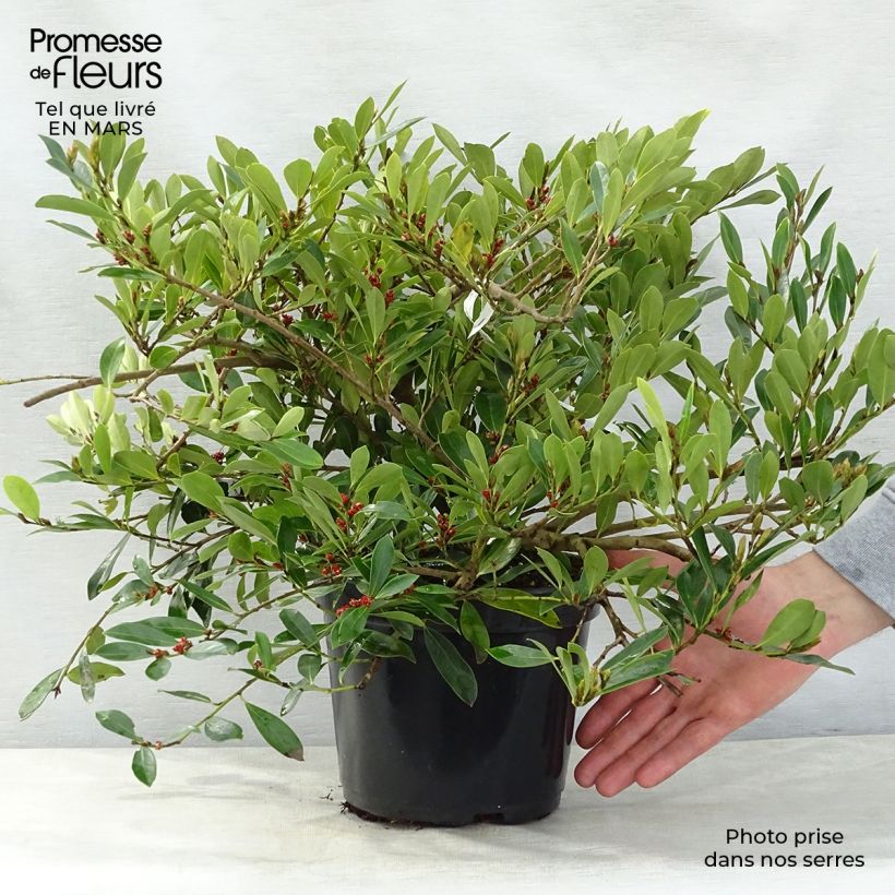Example of Distylium (x) Blue Cascade Pot de 3L/4L as you get in printemps