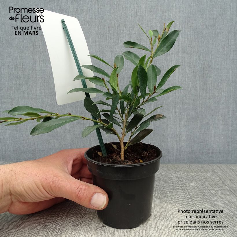 Example of Distylium (x) Blue Cascade Pot de 10 cm/11cm as you get in printemps