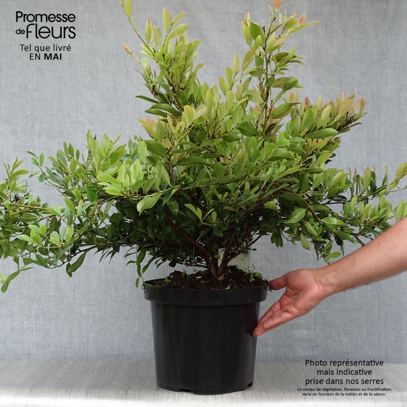 Example of Distylium (x) Blue Cascade Pot de 7,5L/10L as you get in printemps