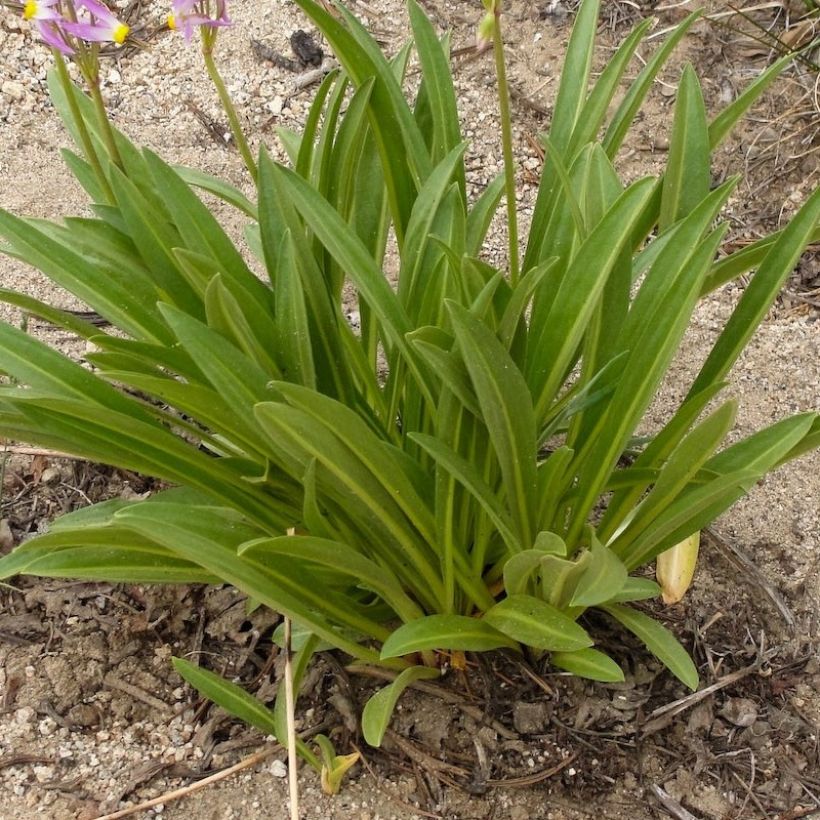 Dodecatheon jeffreyi Rotlicht - Gyroselle (Foliage)