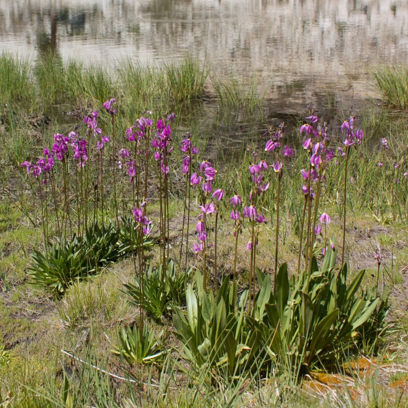 Dodecatheon jeffreyi Rotlicht - Gyroselle (Plant habit)