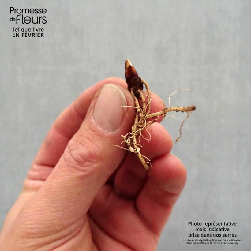 Example of Dodecatheon jeffreyi Rotlicht - Gyroselle Racines nues, qualité premium as you get in hiver