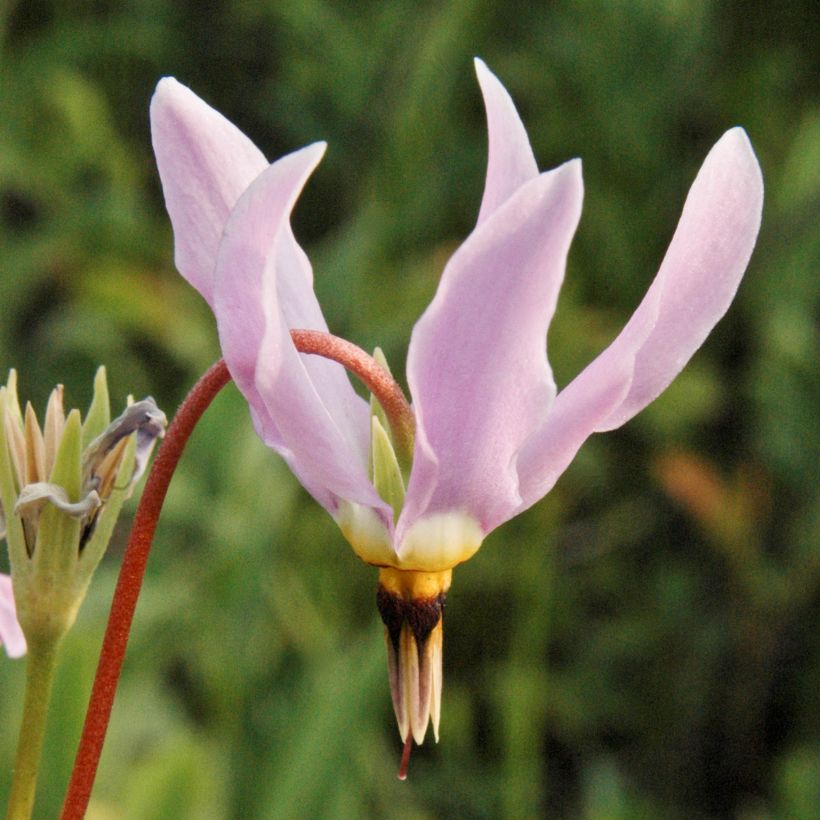 Dodecatheon meadia -  Gyroselle de Virginie (Flowering)