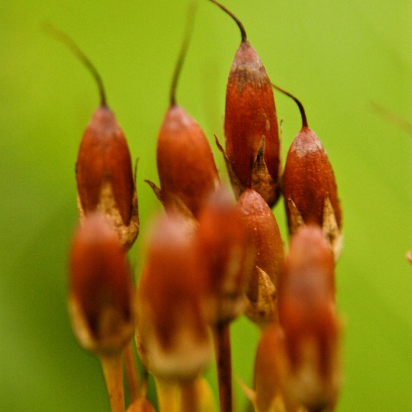 Dodecatheon meadia -  Gyroselle de Virginie (Harvest)