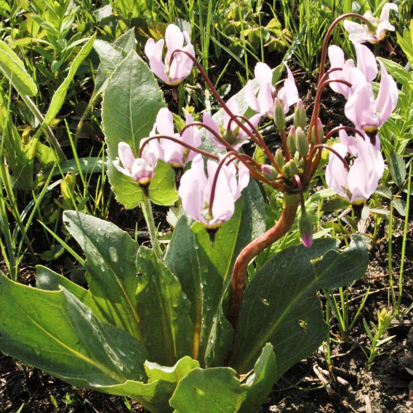 Dodecatheon meadia -  Gyroselle de Virginie (Plant habit)