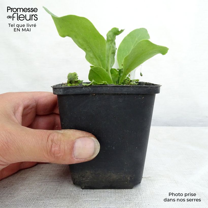 Example of Dodecatheon meadia -  Gyroselle de Virginie Godet de 8/9 cm as you get in printemps