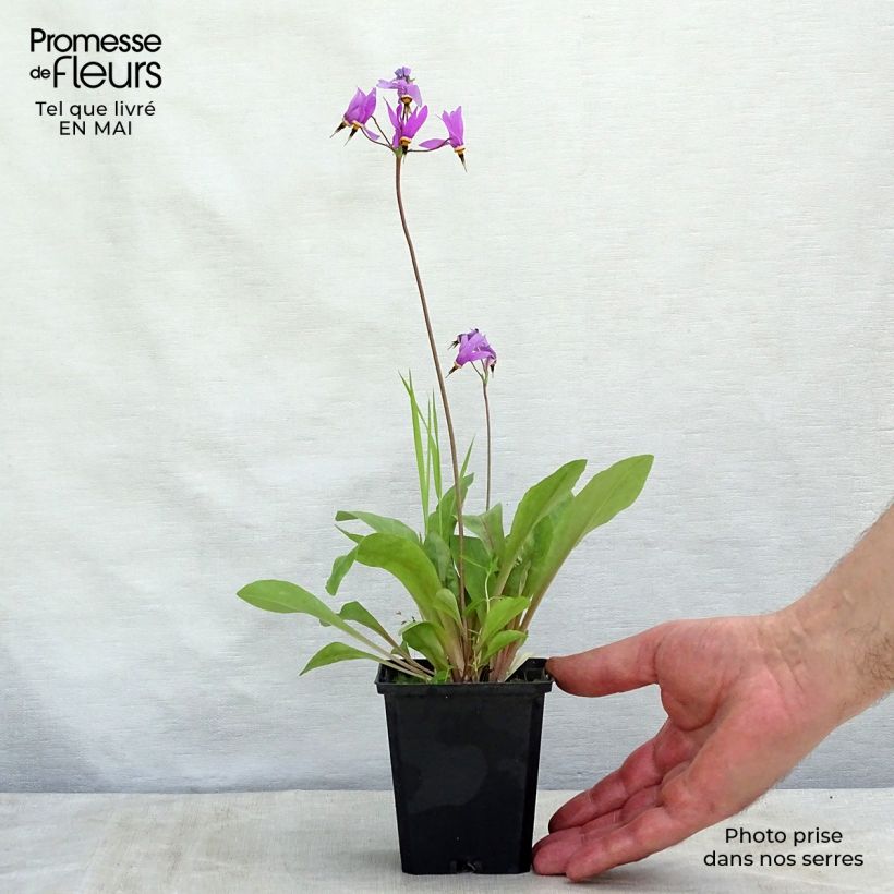 Example of Dodecatheon meadia Queen Victoria Godet de 8/9 cm as you get in printemps