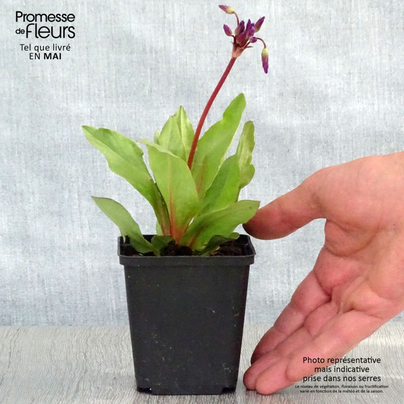 Spécimen de Dodecatheon pulchellum Red Wings - Gyroselle Godet de 8/9 cm tel que livré au printemps