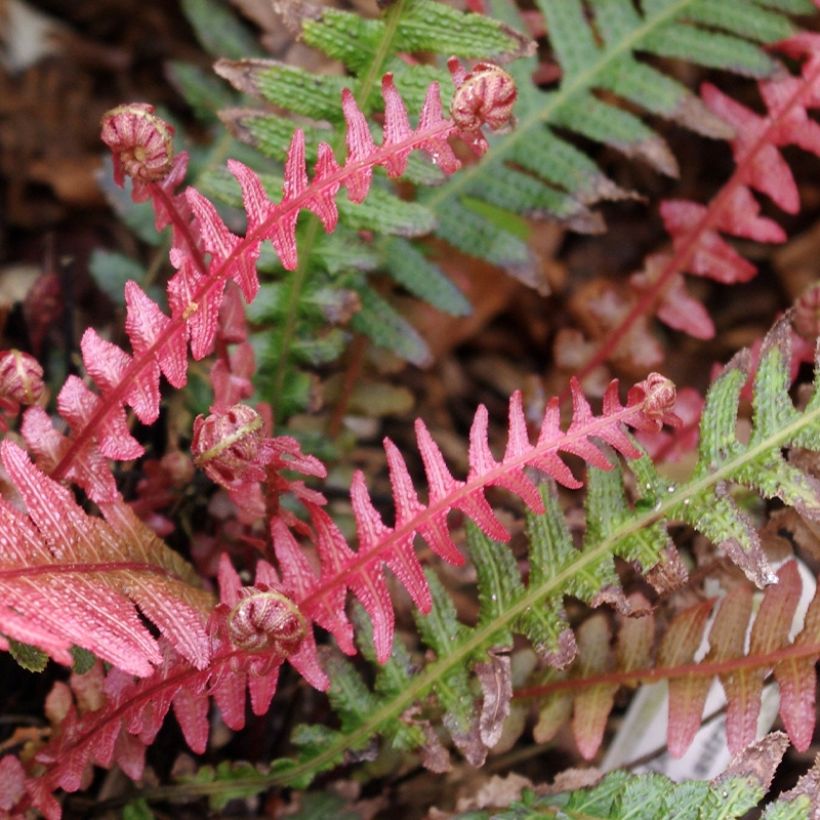 Doodia aspera Rough Ruby - Fougère rugueuse (Foliage)