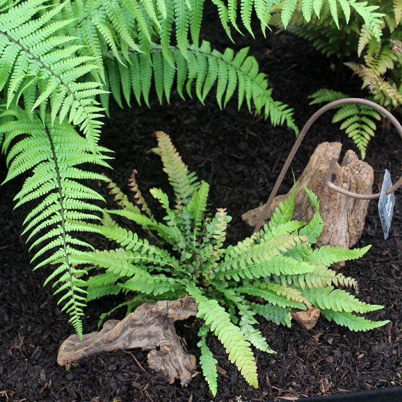 Doodia media - Fougère râpe (Plant habit)