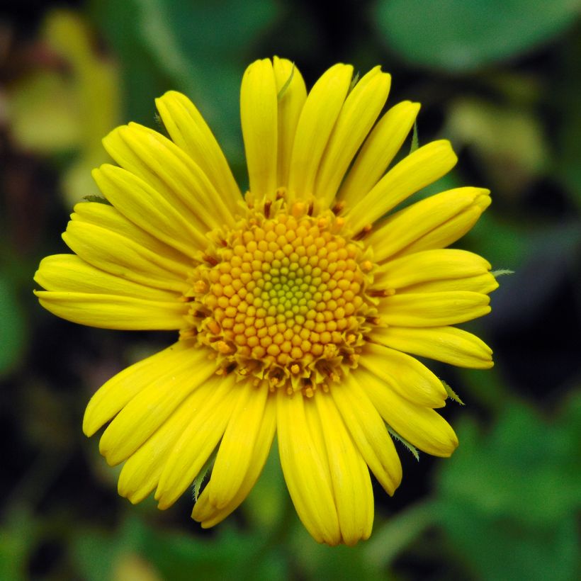 Doronicum orientale Magnificum - Doronic jaune (Flowering)