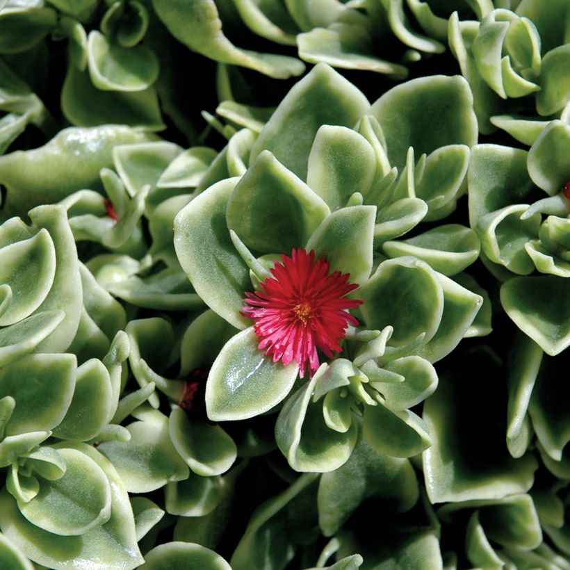 Mesembryanthemum Mezoo (Flowering)