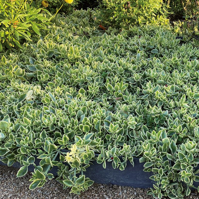 Mesembryanthemum Mezoo (Plant habit)