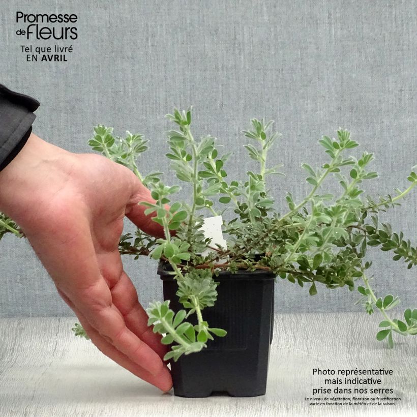 Example of Dorycnium hirsutum Godet de 8/9 cm as you get in printemps