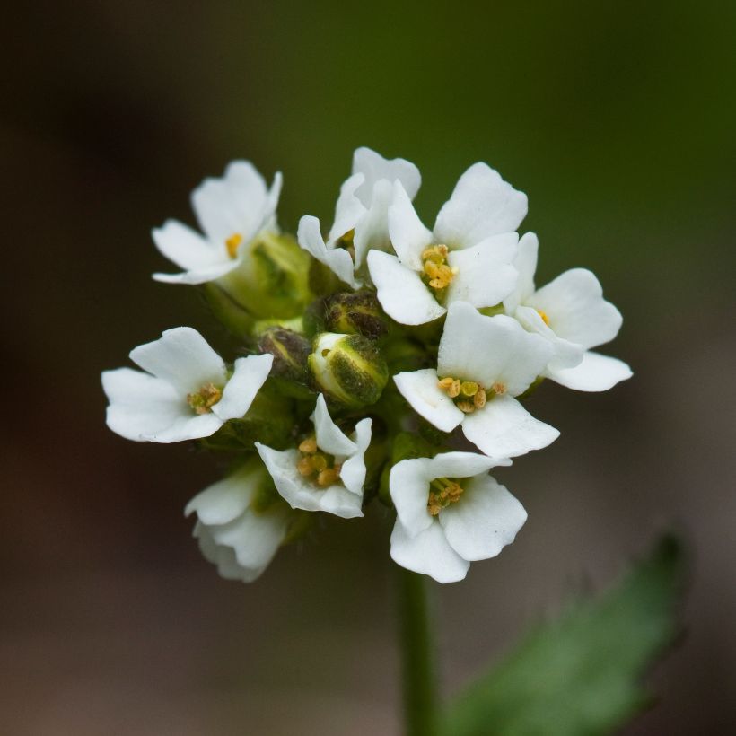 Draba sakurai - Drave de Sakuraï (Flowering)