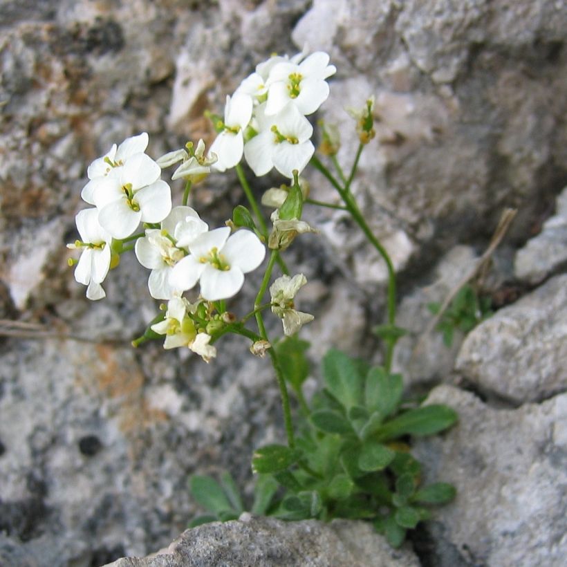 Draba sakurai - Drave de Sakuraï (Plant habit)
