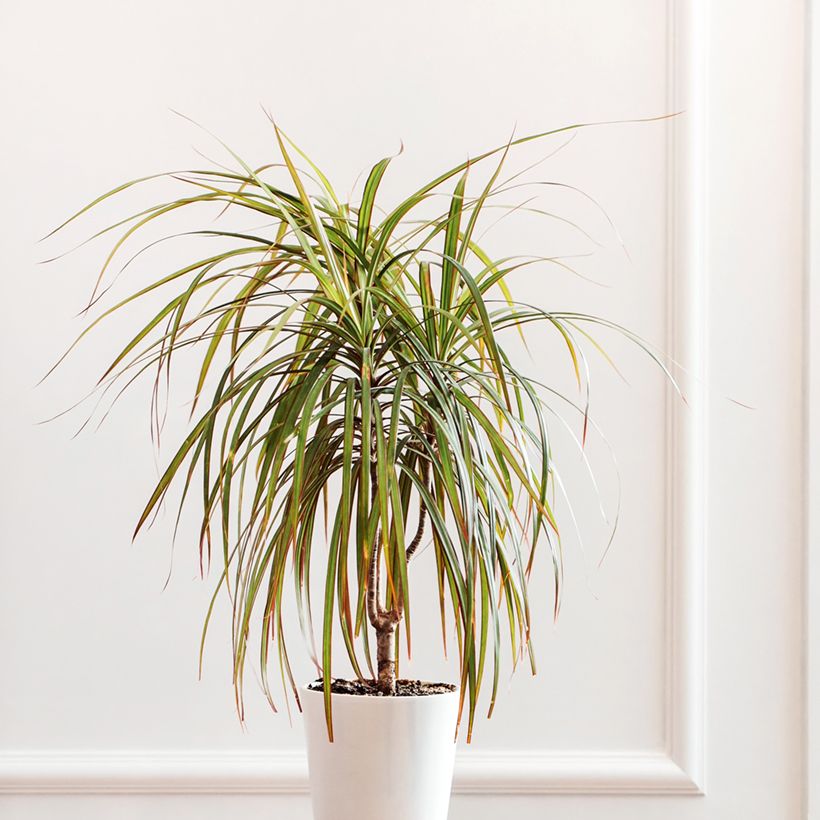 Dracaena Bicolor - Dragonnier (Plant habit)