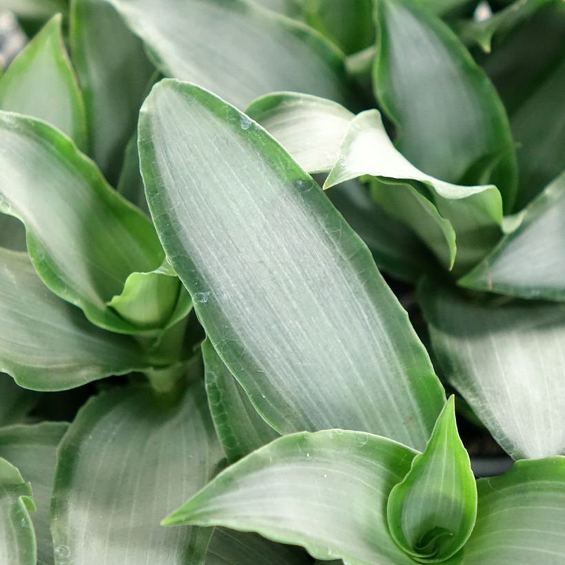 Dracaena Hawaii - Dragonnier  (Foliage)