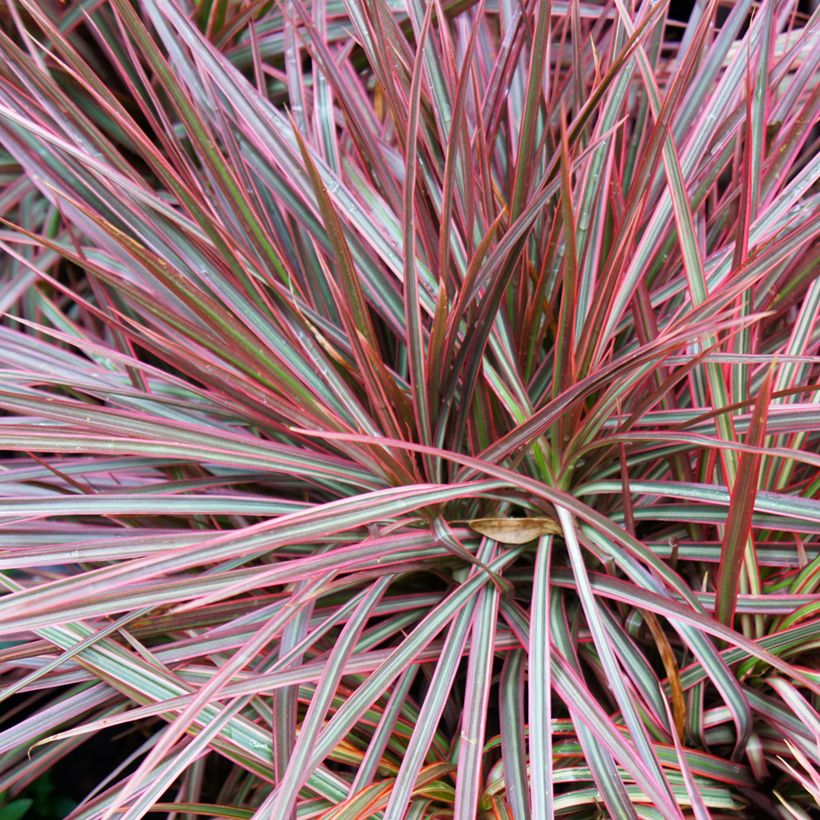 Dracaena Magenta - Dragonnier de Madagascar (Foliage)