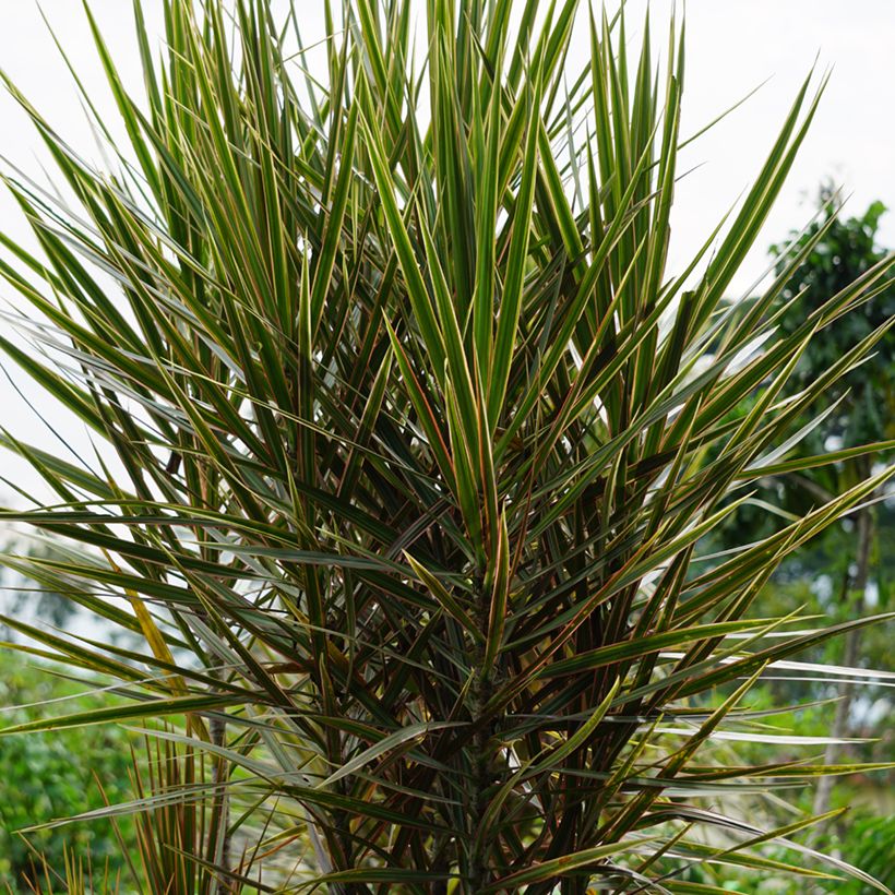 Dracaena Magenta - Dragonnier de Madagascar (Plant habit)