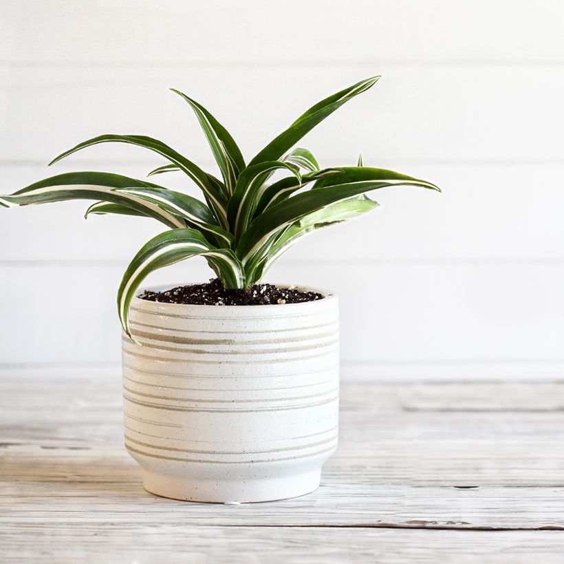Dracaena White Jewel - Dragonnier (Plant habit)