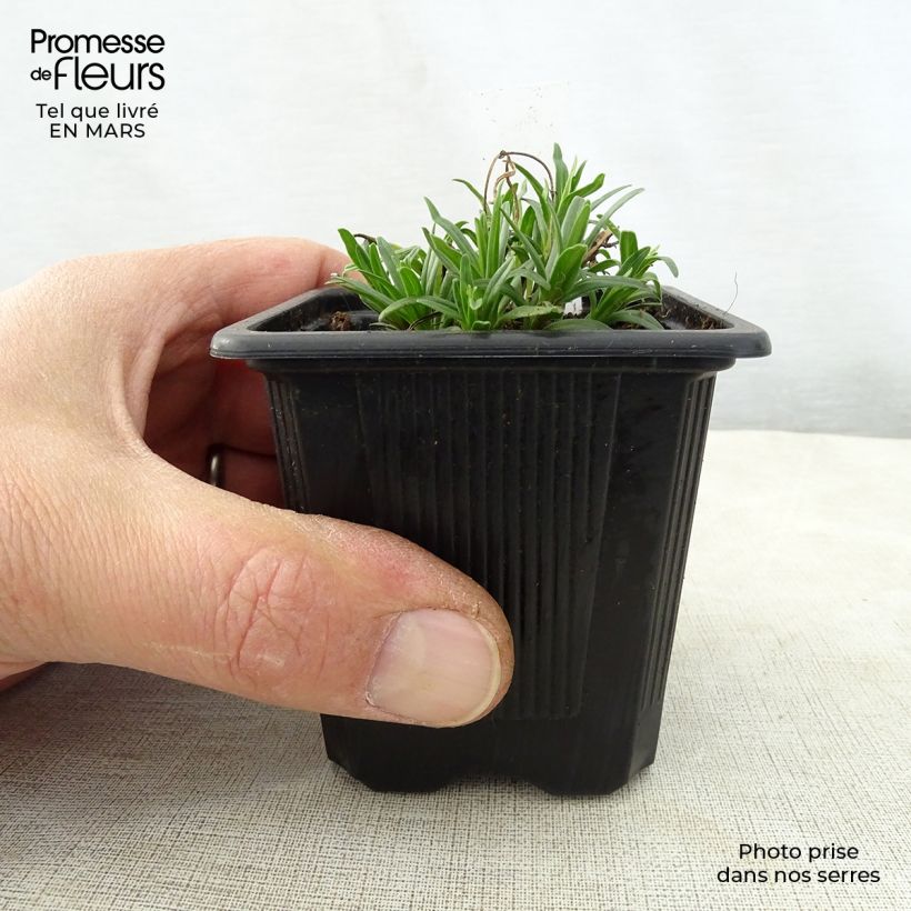 Example of Dracocephalum ruyschiana - Tête de dragon Godet de 8/9 cm as you get in printemps