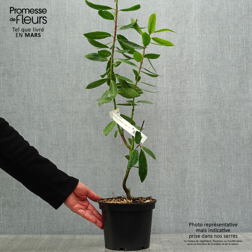 Example of Drimys winteri - Cannelle de Magellan Pot de 3L/4L as you get in printemps