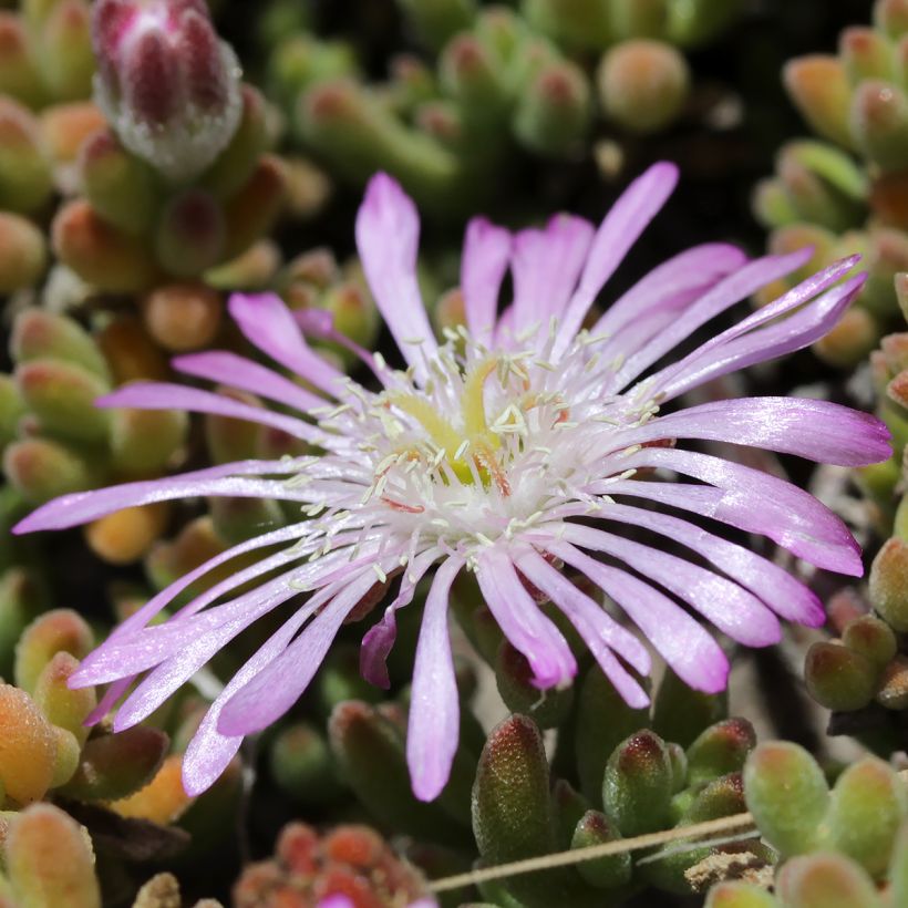 Drosanthemum candens (= floribundum) (Floraison)