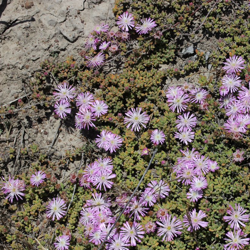Drosanthemum candens (= floribundum) (Port)