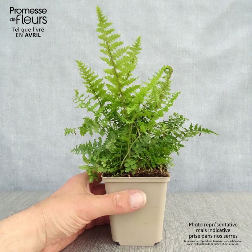 Spécimen de Dryopteris affinis Crispa - Fausse Fougère mâle naine Godet de 8/9 cm tel que livré au printemps