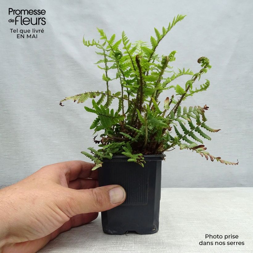 Example of Dryopteris affinis - Fougère Godet de 8/9 cm as you get in printemps