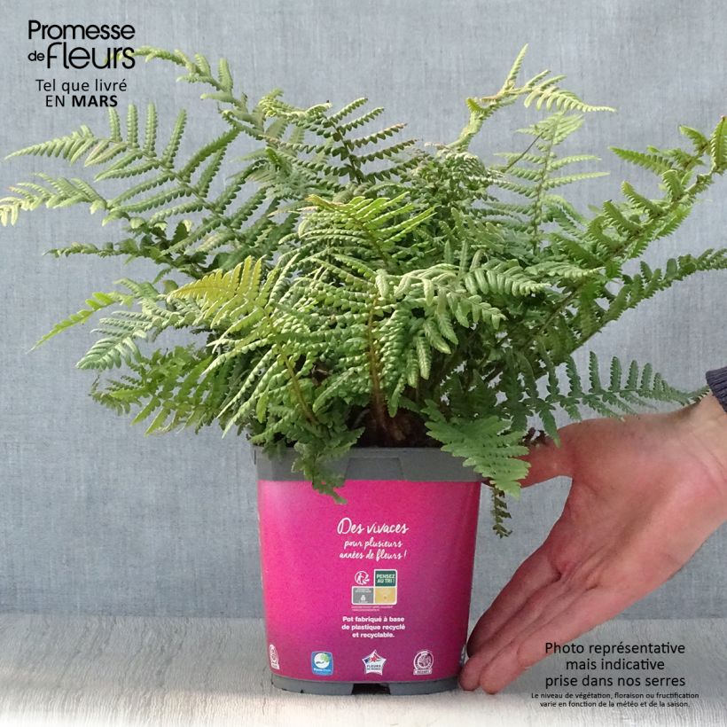 Example of Dryopteris affinis - Fougère Pot de 2L/3L as you get in printemps