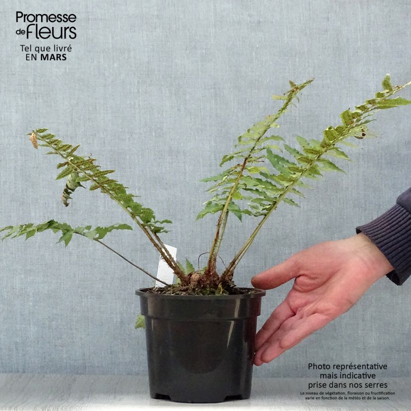 Example of Dryopteris atrata ou cycadina - Fougère Pot de 2L/3L as you get in printemps