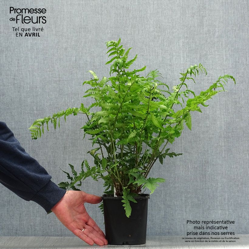 Spécimen de Dryopteris coreano-montana - Fougère Pot de 2L/3L tel que livré au printemps