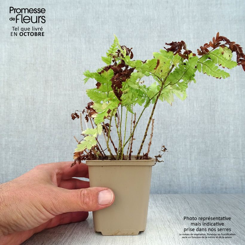 Spécimen de Dryopteris dilatata - Fougère dilatée Godet de 8/9 cm tel que livré en automne