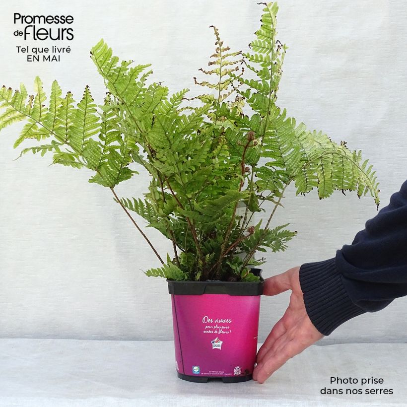 Example of Dryopteris erythrosora - Fougère rose cuivré Pot de 2L/3L as you get in printemps