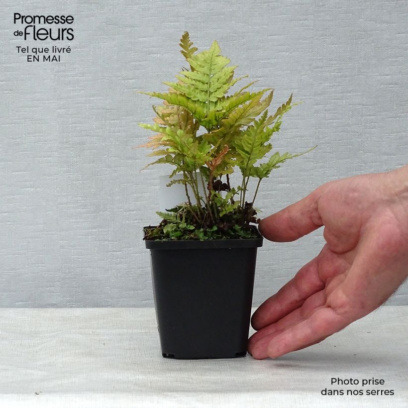Example of Dryopteris erythrosora - Fougère rose cuivré Godet de 8/9 cm as you get in printemps