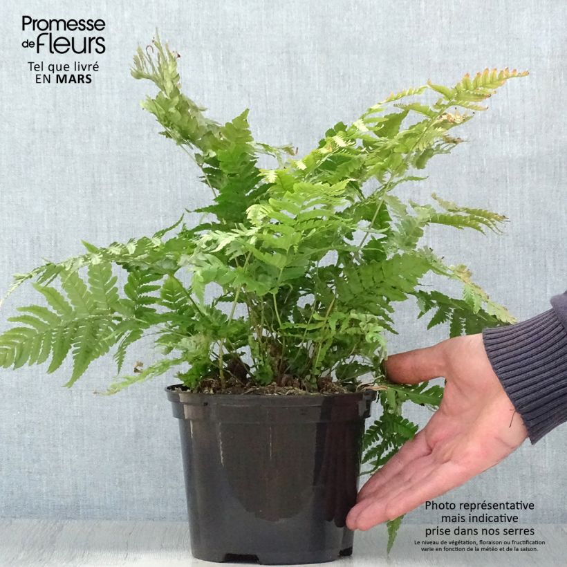 Example of Dryopteris erythrosora Prolifica - Fougère à sores rouges  Pot de 2L/3L as you get in printemps