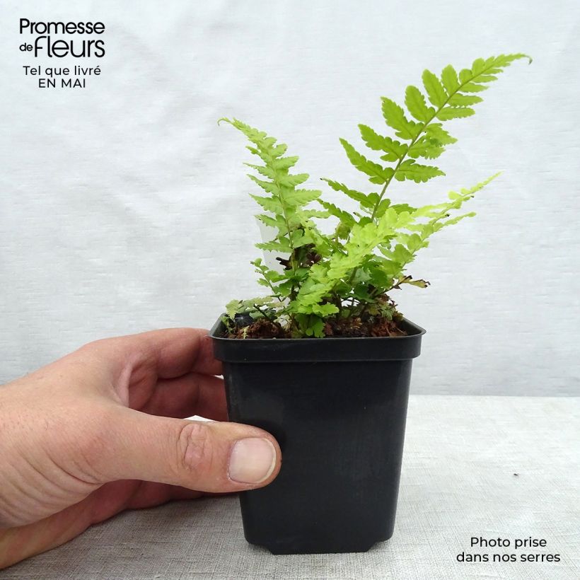 Spécimen de Dryopteris filix-mas - Fougère mâle Godet de 8/9 cm tel que livré au printemps