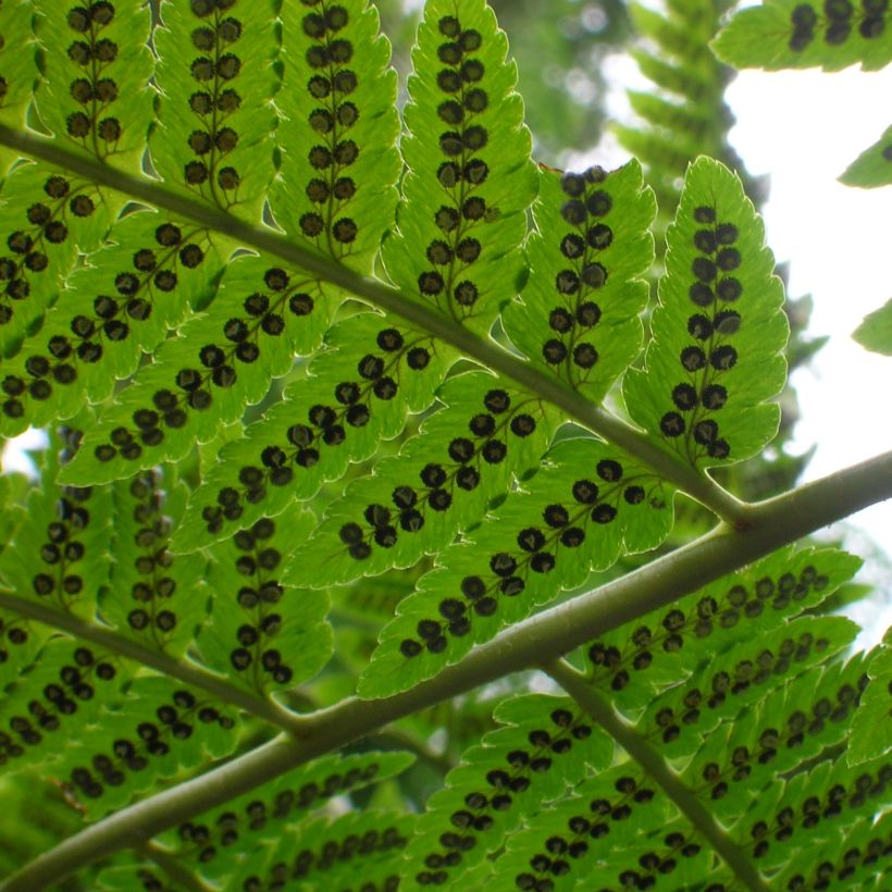 Dryopteris goldieana - Fougère (Foliage)