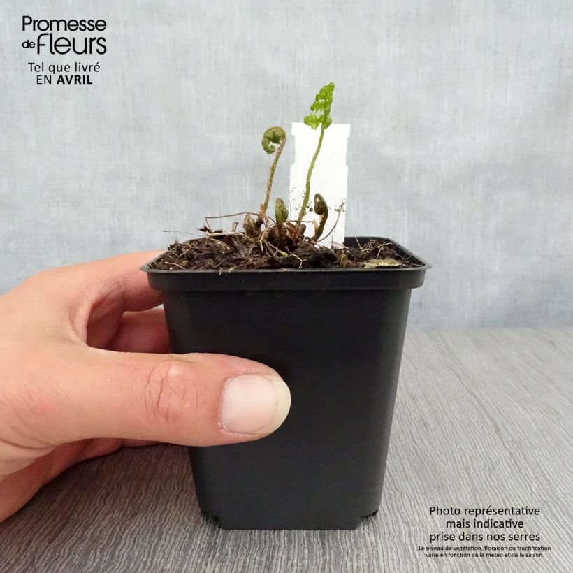 Example of Dryopteris goldieana - Fougère Godet de 8/9 cm as you get in printemps