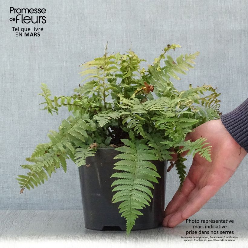 Spécimen de Dryopteris kuratae - Fougère Pot de 2L/3L tel que livré au printemps
