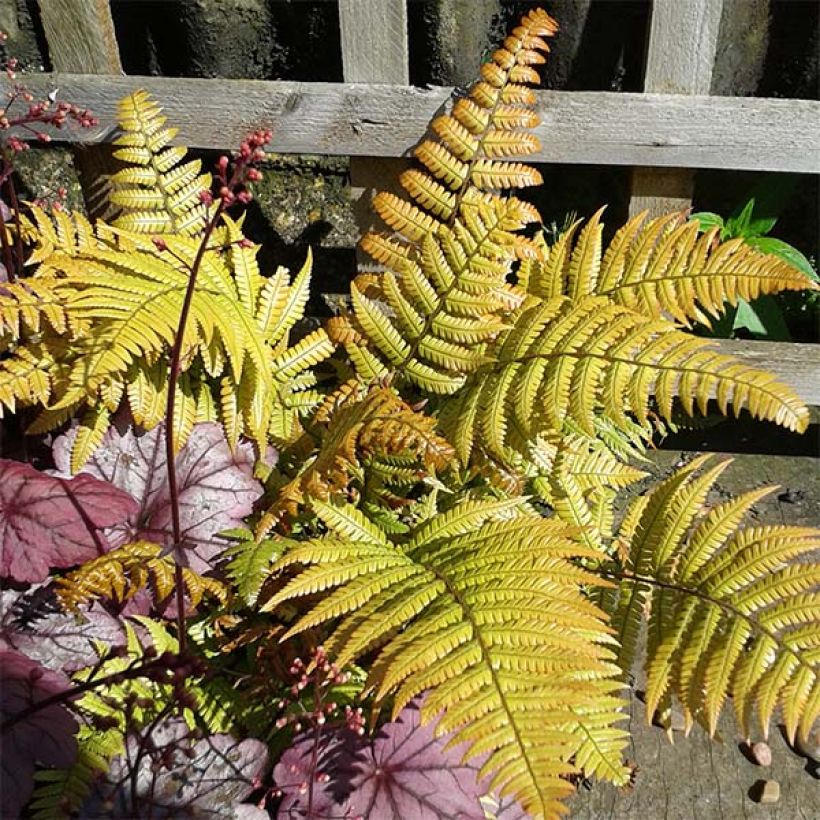 Dryopteris lepidopoda - Fougère (Foliage)