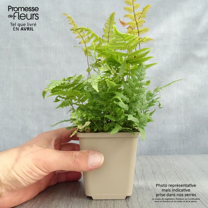 Example of Dryopteris lepidopoda - Fougère Godet de 8/9 cm as you get in printemps