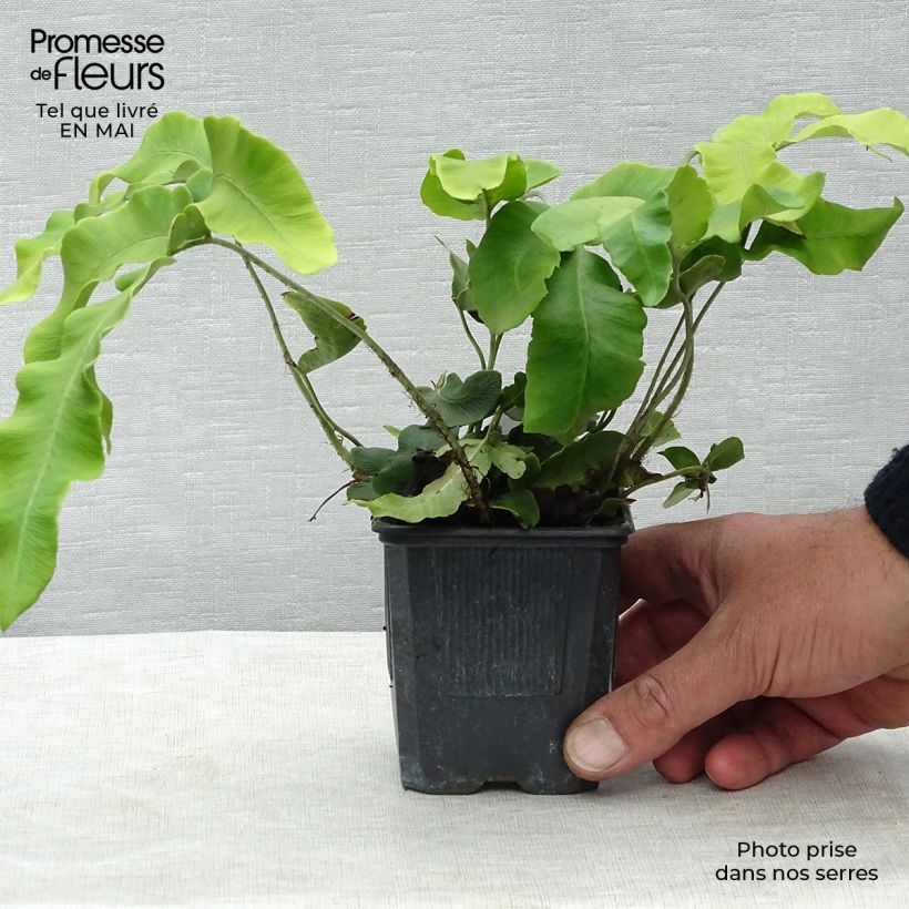 Example of Dryopteris sieboldii - Fougère  Godet de 8/9 cm as you get in printemps