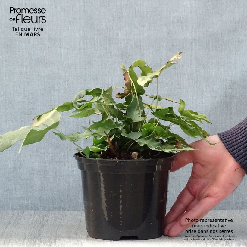 Example of Dryopteris sieboldii - Fougère  Pot de 2L/3L as you get in printemps